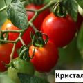 Узгој, карактеристике и опис сорте парадајза Цристал Ф1