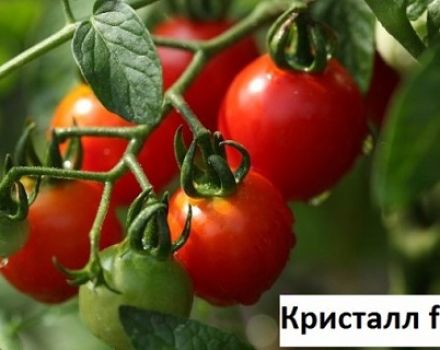 Anbau, Eigenschaften und Beschreibung der Tomatensorte Crystal F1