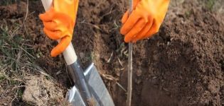 Είναι δυνατόν να μεταμοσχεύσετε ένα ενήλικο δέντρο μηλιάς σε άλλο μέρος, πότε και πώς να το κάνετε σωστά