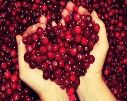 TOP 3 Rezepte für gefrorene Preiselbeeren für den Winter zu Hause