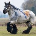 Description and characteristics of horses of the Shire breed, conditions of detention and breeding