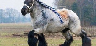 Опис и карактеристике коња пасмине Схире, услови задржавања и узгоја