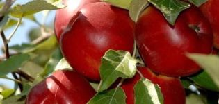 Pilnas mamos rudens obelų veislės ir jos ypatybių aprašymas