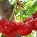 Beschreibung und Eigenschaften der Feenkirschsorte, Merkmale des Anbaus und der Pflege
