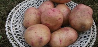 Description of the potato variety Bullfinch, features of cultivation and care