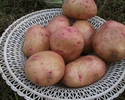 Descrição da variedade de batata Curió, características de cultivo e cuidado