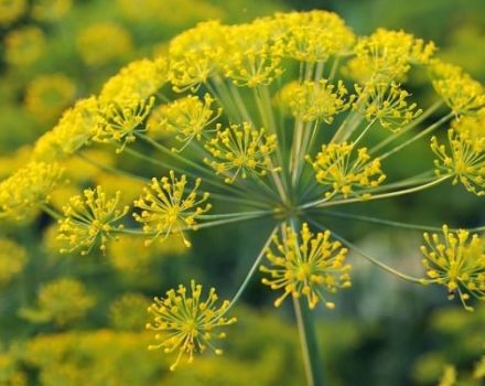 Beschreibung der besten Dillsorten (Samen) für den Anbau auf Grünflächen auf freiem Feld