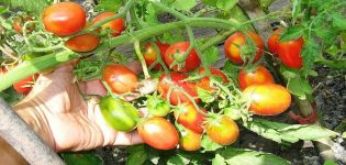 Beschreibung der Tomatensorte Zuckerpflaumenhimbeere, deren Pflege