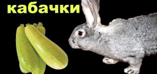 Възможно ли е и как правилно да давате тиквички на зайци, противопоказания и вреди