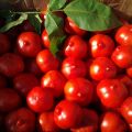 Eigenschaften und Beschreibung der Primadonna-Tomatensorte, deren Ertrag