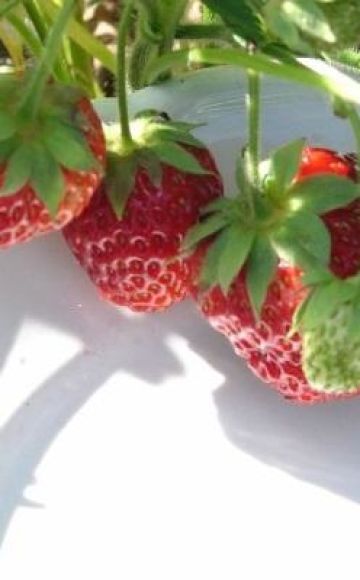 Descrição e sutilezas do cultivo de morangos da variedade Symphony
