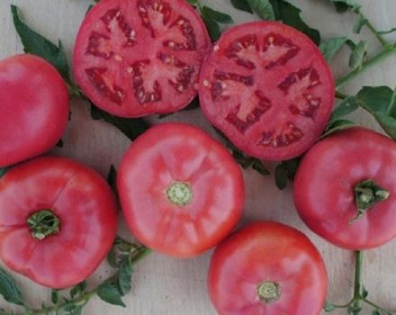 Egenskaper och beskrivning av den rosa bushf1-tomatsorten, dess utbyte