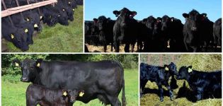 Description and characteristics of Aberdeen Angus cattle, breeding and care