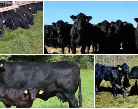 Descripció i característiques de la cria, cura i cura del bestiar Aberdeen Angus