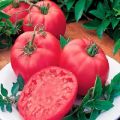 Description de la variété de tomate Pink Dream et de ses caractéristiques