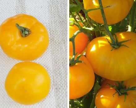 Description of the tomato variety Amber honey and its characteristics