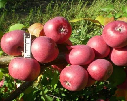 Characteristics and description of Bayan apple trees, growing regions and gardeners' reviews