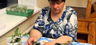 Засаждаме домати в охлюв по метода на Юлия Миняева