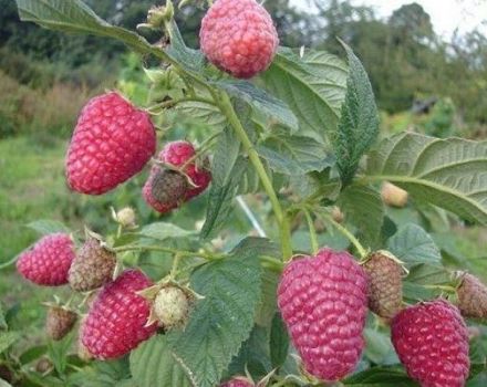 Mô tả và đặc điểm của giống mâm xôi Gusar, năng suất, cách trồng và chăm sóc