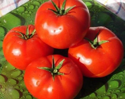 Описание на сорта домат Дружок и неговите характеристики