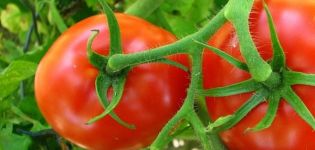 Beschreibung der Sorte Tomate Cornet und ihrer Eigenschaften