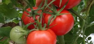 Beschreibung der Tomatensorte Izobilny F1, ihre Eigenschaften