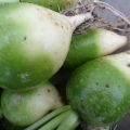 Beschreibung der Loba-Rettichsorte und Anbautechniken