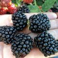 Beschreibung und Eigenschaften von Lochness Brombeeren, Pflanzen und Pflege