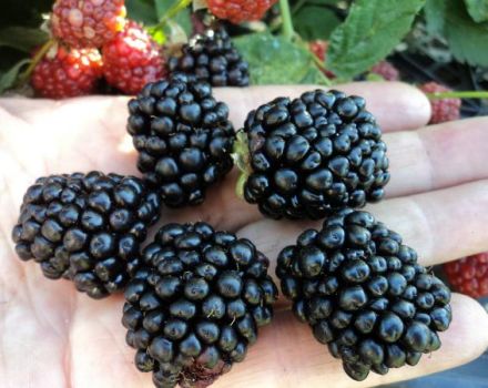 Опис и карактеристике купки Лоцхнесс, садња и нега