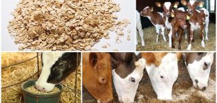 Is it possible to give hercules to calves and how to cook it, is it healthy or not