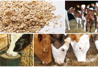 Is it possible to give hercules to calves and how to cook it, is it healthy or not