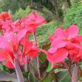 ¿Es posible tener una flor de cannu en casa, cómo cultivarla y cuidarla?