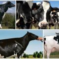 Descrizione e caratteristiche delle vacche Holstein-Friesian, loro contenuto