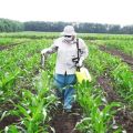 Quels engrais sont les meilleurs pour nourrir ou irriguer le maïs?