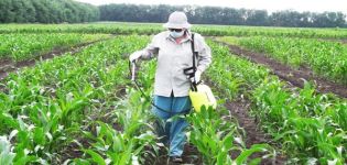 What fertilizers are best to feed or irrigate corn?