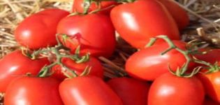 Mô tả giống cà chua Dino f1, đặc điểm canh tác và năng suất