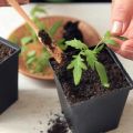Wie oft und richtig Tomatensämlinge in einem Gewächshaus und auf offenem Feld gießen