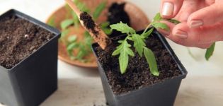 How often and correctly to water tomato seedlings in a greenhouse and open field
