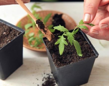Wie oft und richtig Tomatensämlinge in einem Gewächshaus und auf offenem Feld gießen