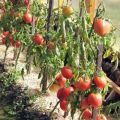Χαρακτηριστικά και περιγραφή της ποικιλίας ντομάτας Star of Siberia