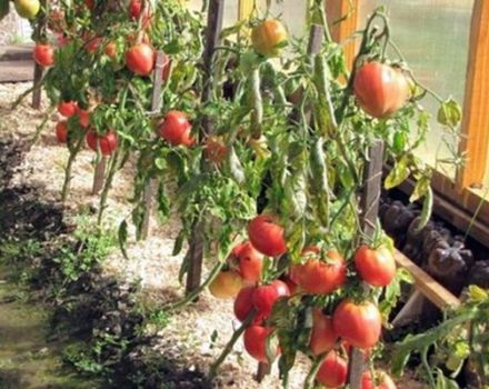 Sibirya Star domates çeşidinin özellikleri ve tanımı