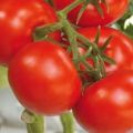 Характеристики и описание на сорта домат Союз 8, неговият добив