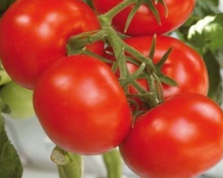 Características e descrição da variedade de tomate Soyuz 8, seu rendimento