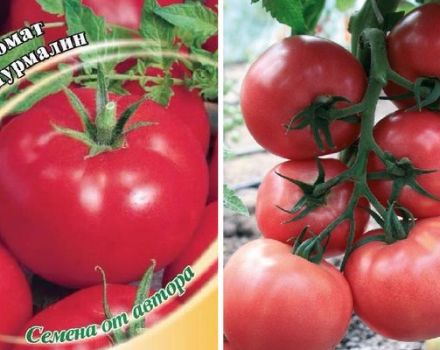 Descrição da variedade de tomate Turmalina, suas características e rendimento