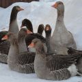 Types and names of breeds of ducks with photos, descriptions of the best for home breeding