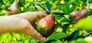 Περιγραφή και χαρακτηριστικά της ποικιλίας αχλαδιών Εξαιρετική, καλλιέργεια και φροντίδα