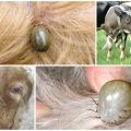 Sinais e parasitologia da piroplasmose em bovinos, sintomas e tratamento