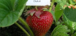 Описание и характеристики на ягодите на Dukat, засаждане и грижи