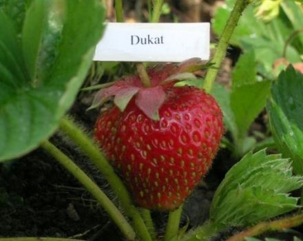 Descrição e características dos morangos Dukat, plantio e cuidados