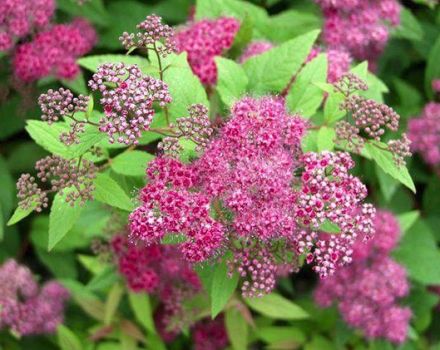 Περιγραφή της ιαπωνικής Spirea Frobeli, οι λεπτές καλλιέργειες και η φροντίδα